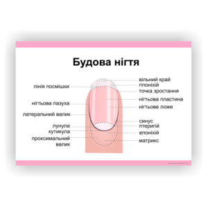 Плакат “Будова нігтя” в косметичний кабінет