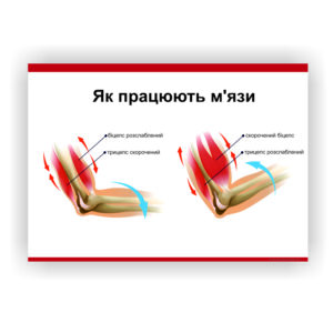 Плакат “Як працюють м'язи” в медичний кабінет