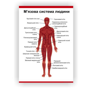 Плакат “М'язова система” в медичний кабінет