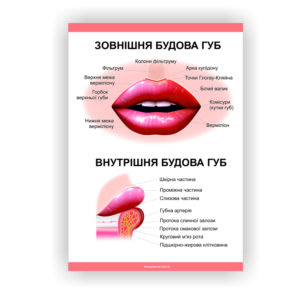 Плакат “Будова губ”