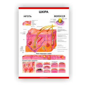 Плакат “Шкіра. Ніготь. Волосся”