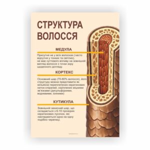 Плакат “Структура волосся”