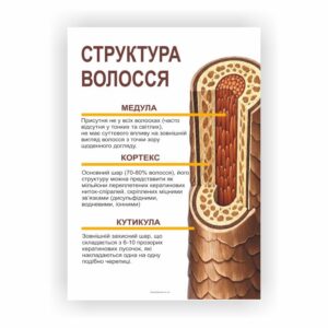 Плакат “Структура волосся”