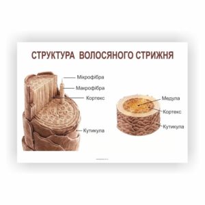 Плакат “Структура волосяного стрижня”