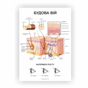 Плакат “Будова вій”