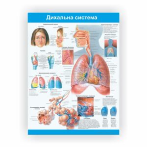 Плакат “Дихальна система” в медичний кабінет