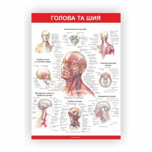 Плакат “Голова та шия” в медичний кабінет