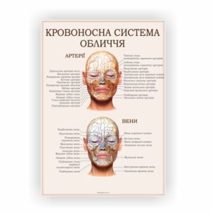 Плакат “Кровоносна система обличчя”