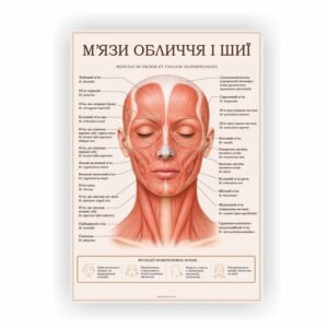 Плакат “М'язи обличчя і шиї”