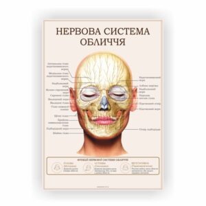 Плакат “Нервова система обличчя”