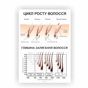 Плакат “Цикл росту волосся/Глибина залягання волосся”