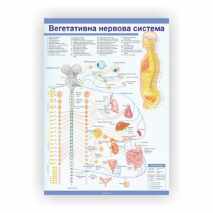 Плакат “Вегетативна нервова система”