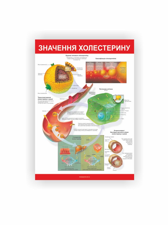 Плакат “Значення холестерину”